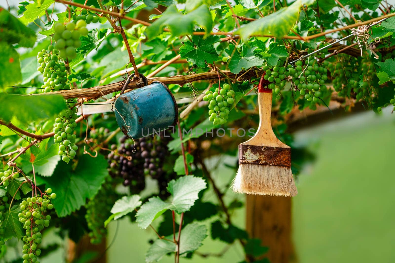 A beautiful and serene view of a well-maintained vineyard inside a spacious greenhouse, creating a charming scene against the backdrop of the idyllic northern regions