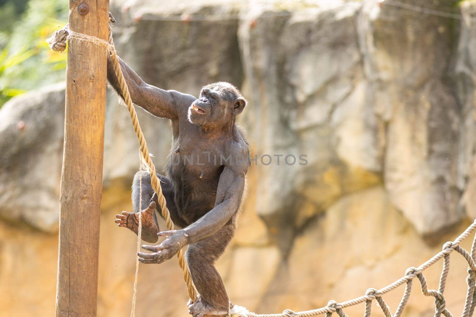 A monkey climbing a rope in a zoo