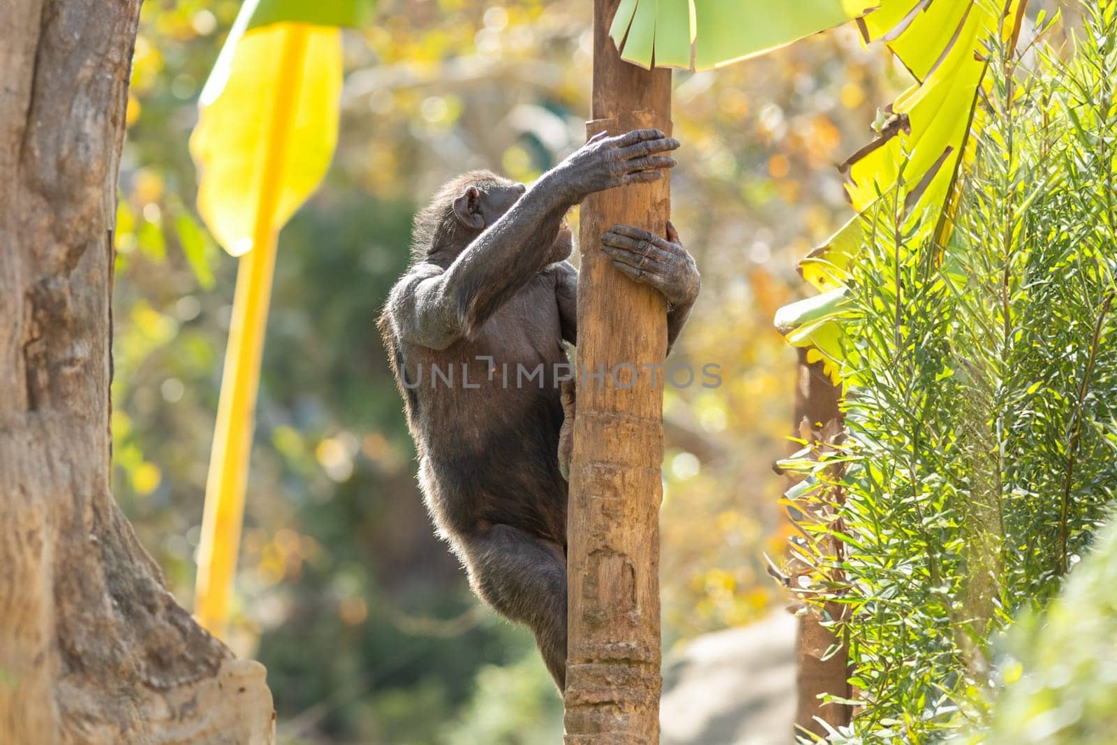 A monkey climbing up the side of a tree