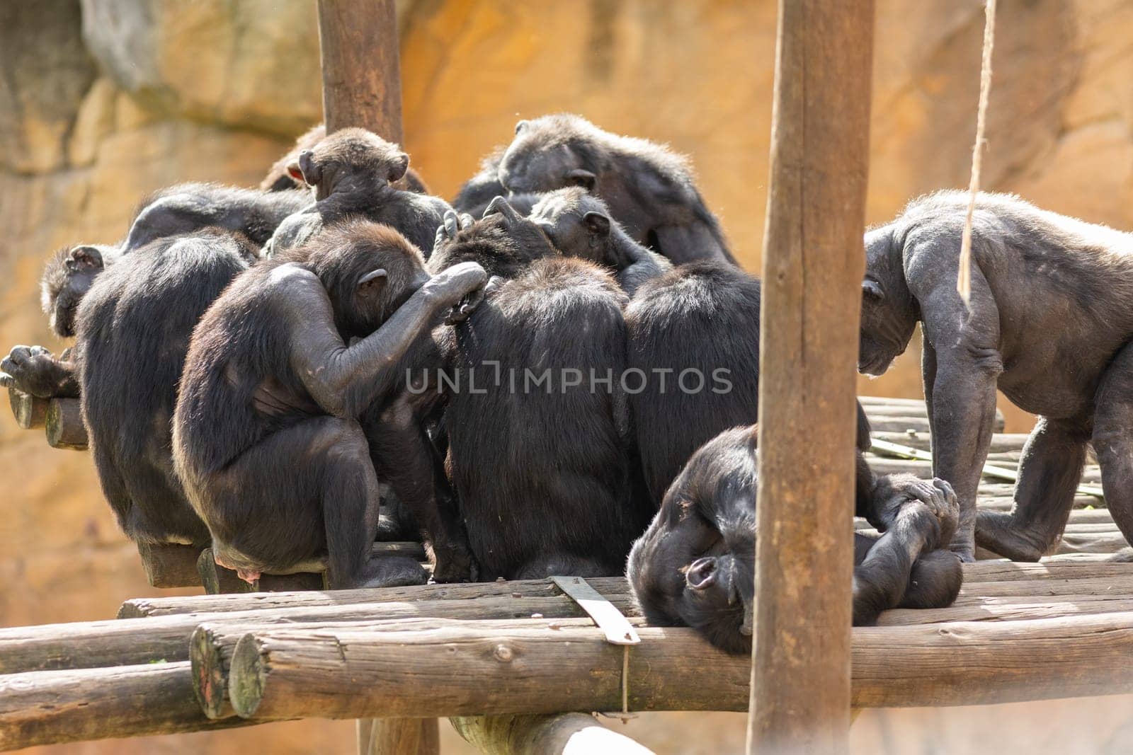 A group of monkeys sitting on top of a wooden platform