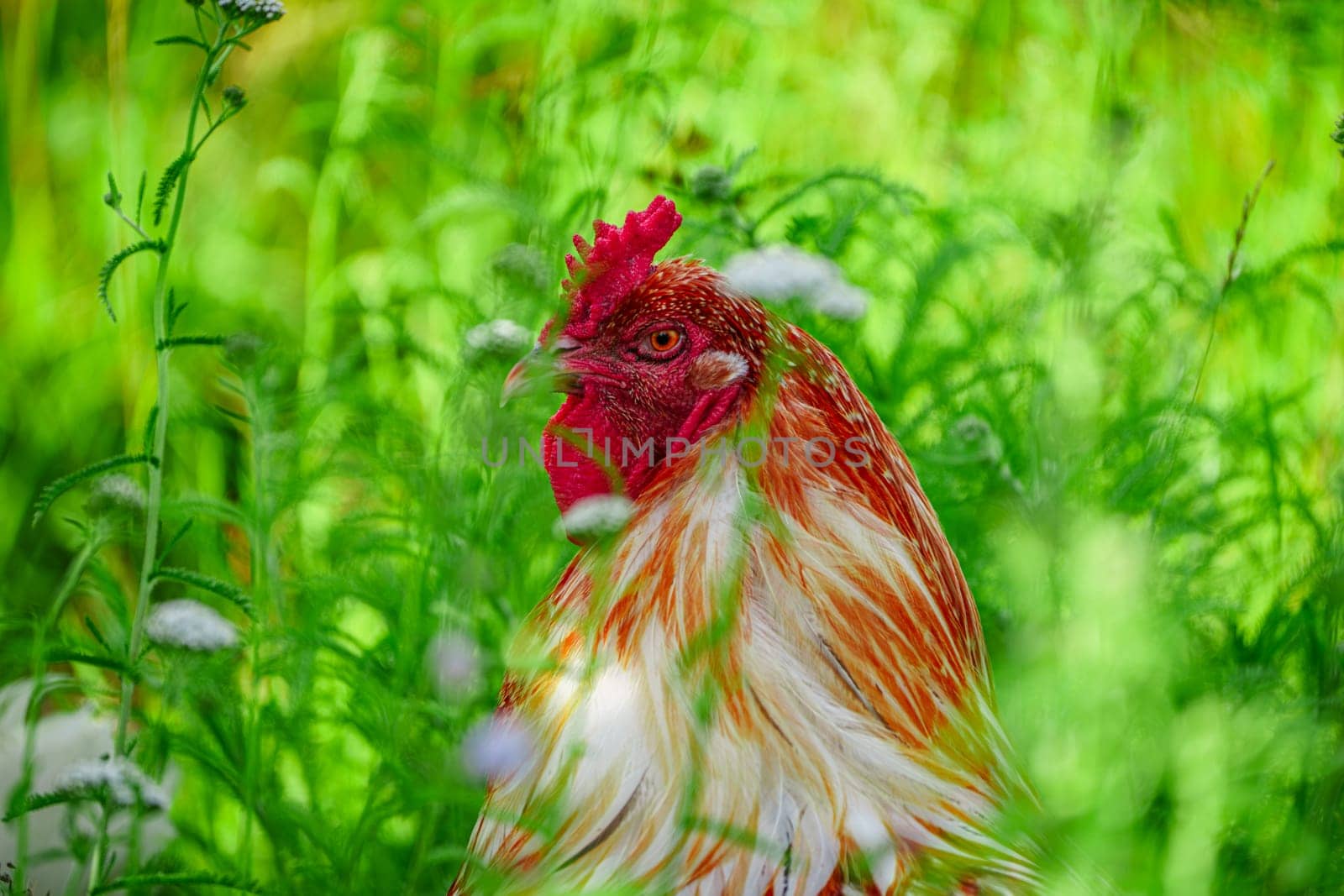 A bold and colorful rooster stands confidently in the midst of a vibrant and lush countryside landscape, showcasing its vibrant feathers and exuding a strong, rural charm.