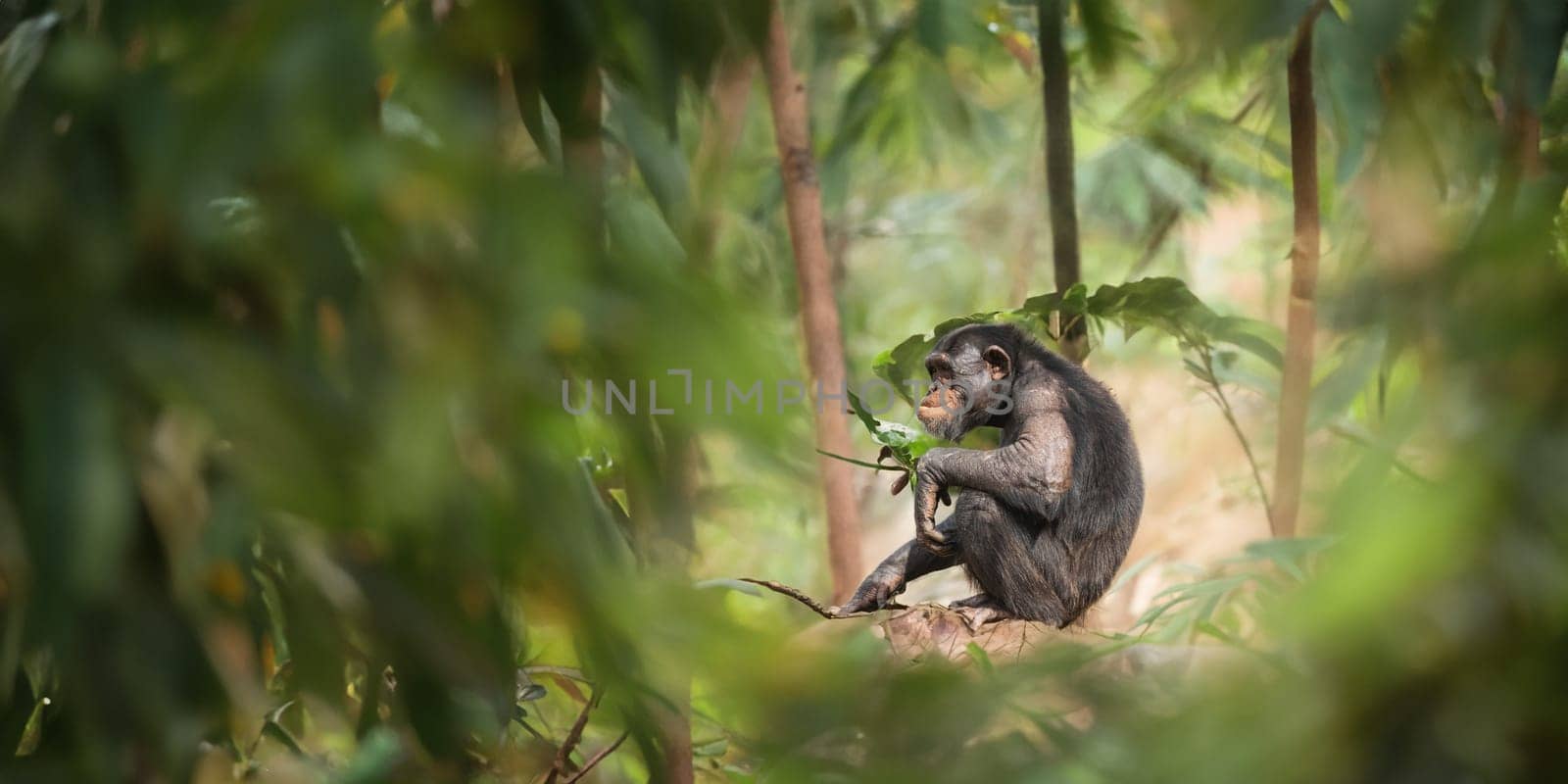 A monkey chimpanzee sitting in the middle of a forest