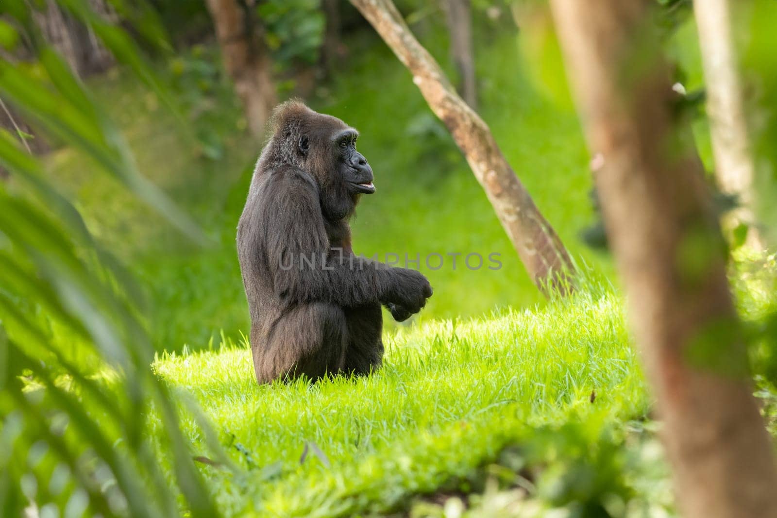 A gorilla sitting in the grass in front of some trees