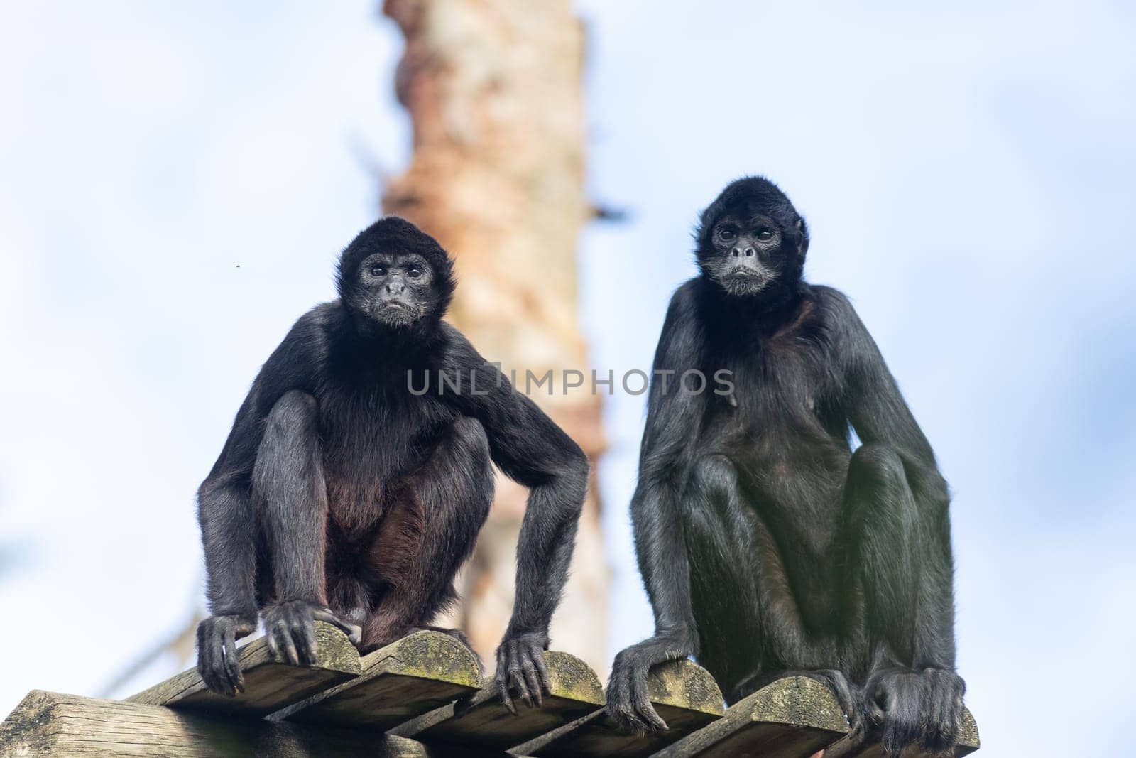 Two monkeys sitting on top of a wooden post