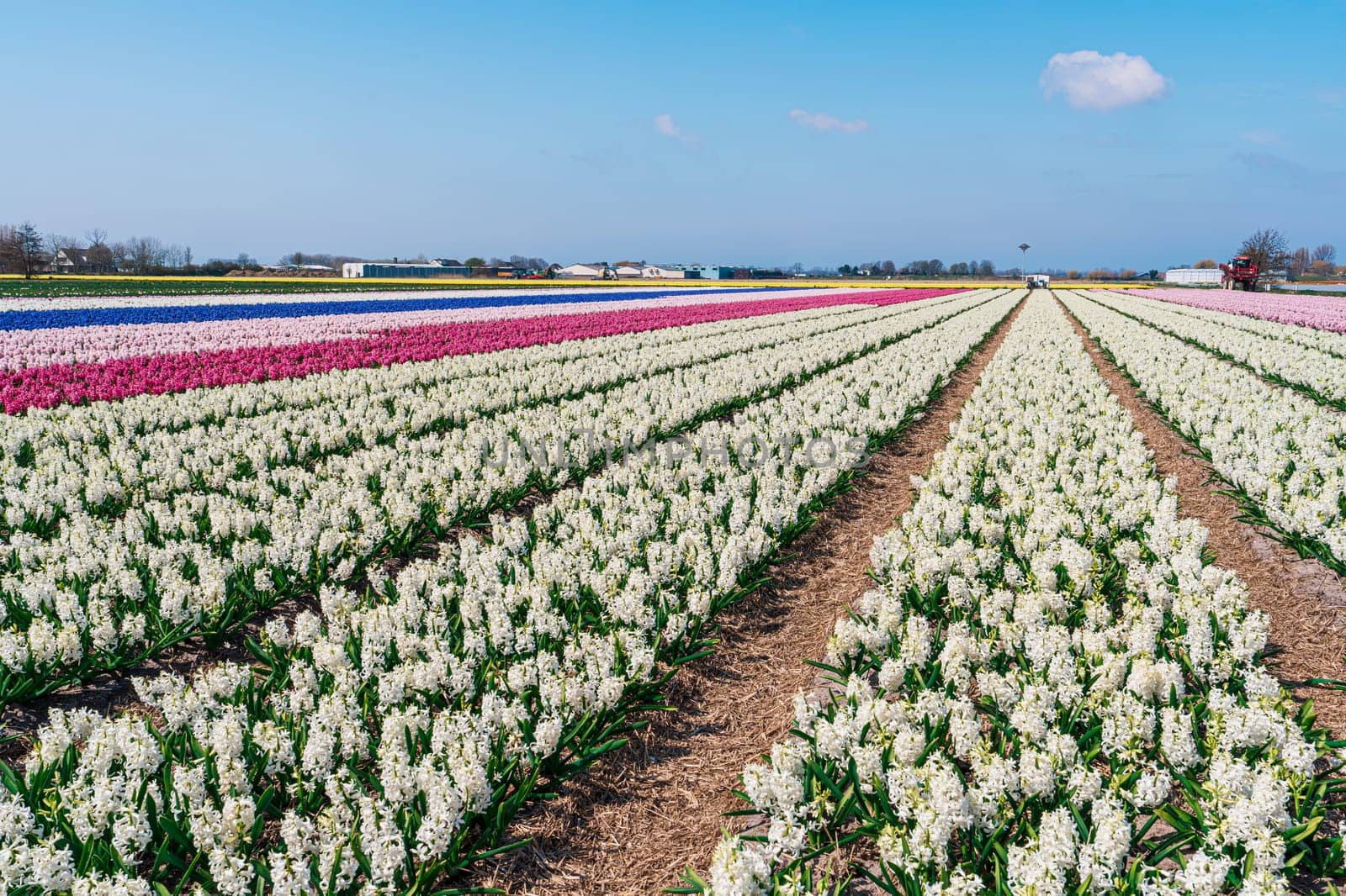 Mesmerizing Hyacinth Blossoms: Experiencing the Charm of Dutch Spring by PhotoTime