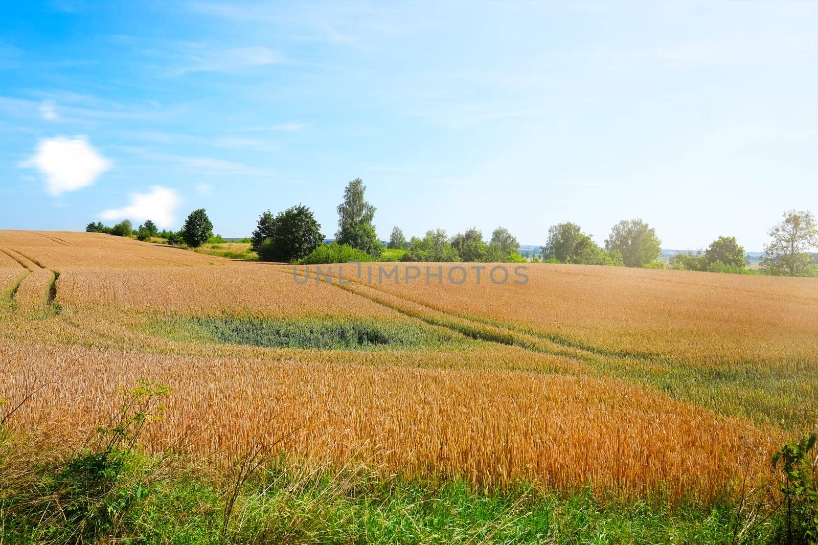 Tranquil and picturesque rural scene featuring a lush, glowing golden wheat field set against the backdrop of a deep blue sky on a warm, sunny summer day in Poland.