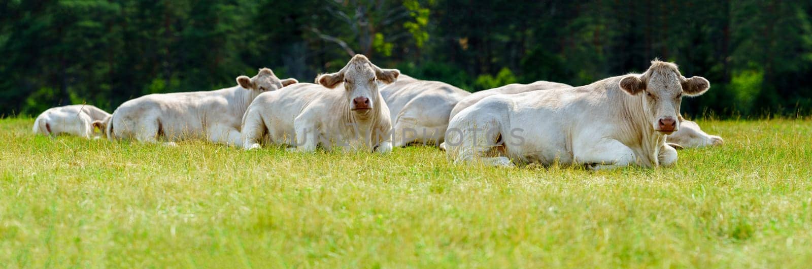 Herd of white French meat cows peacefully resting and grazing on lush green grass under the warm sun of a beautiful summer day in the countryside