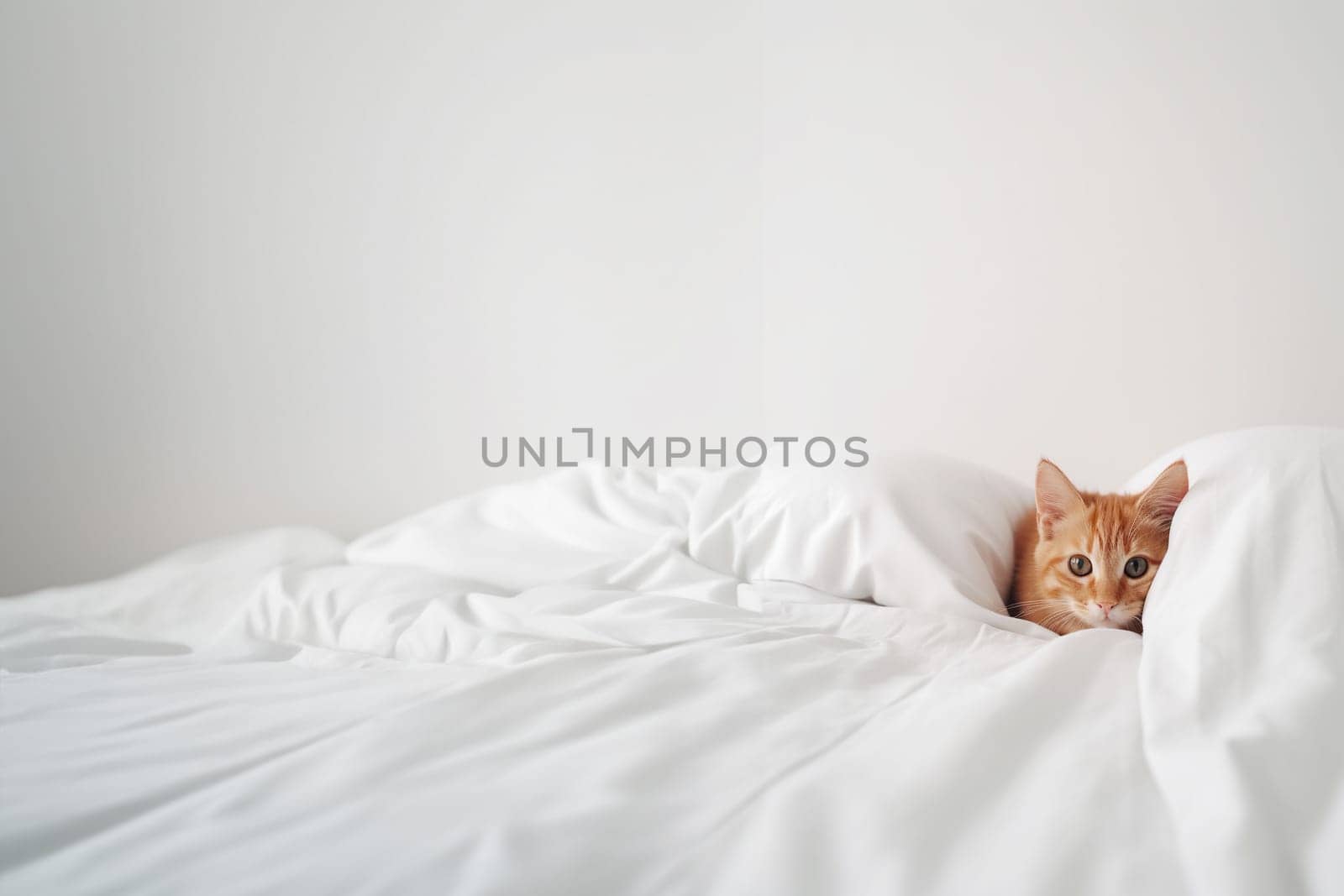 Cute domestic red cat awaking and lying on a bed under a white blanket in the bedroom with copy space. Generative AI