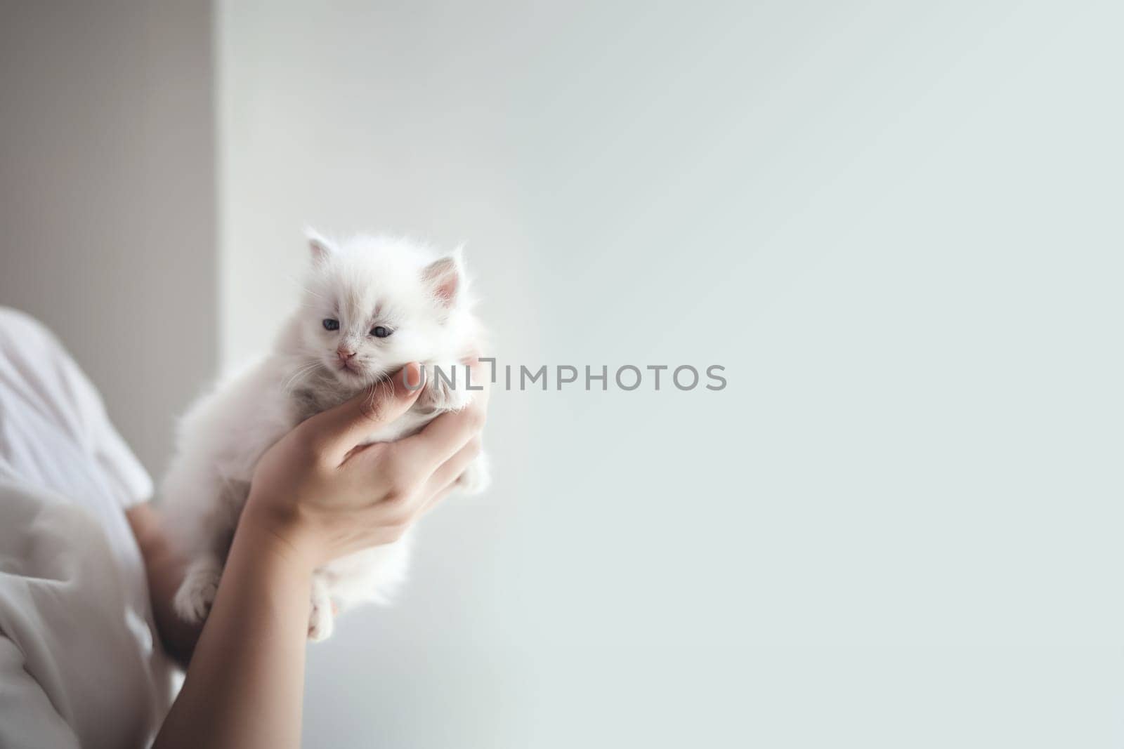 Cute domestic white kitten snoozing in the arms of a human in a white room with copy space. Generative AI