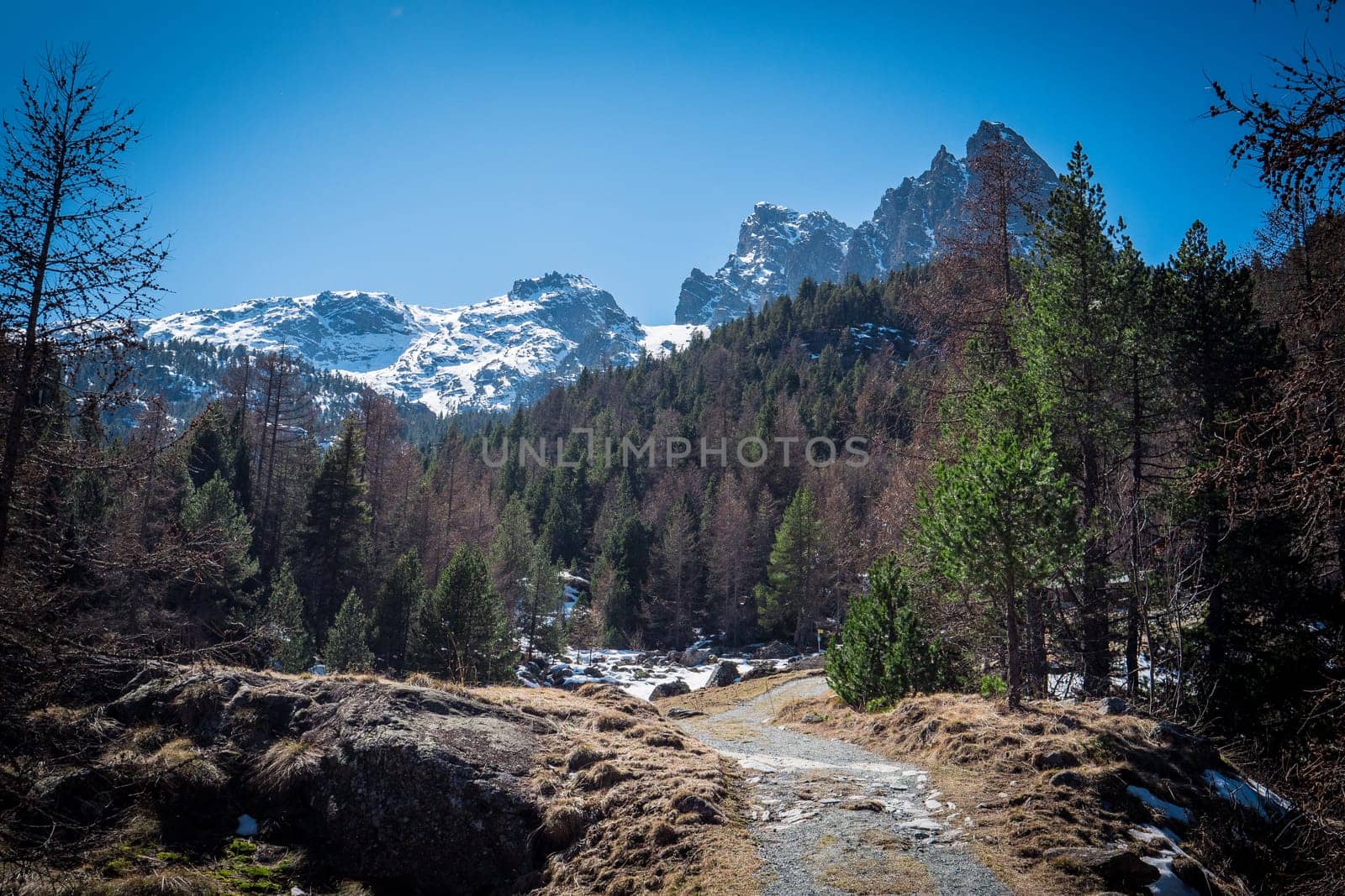 A dirt road surrounded by trees and mountains