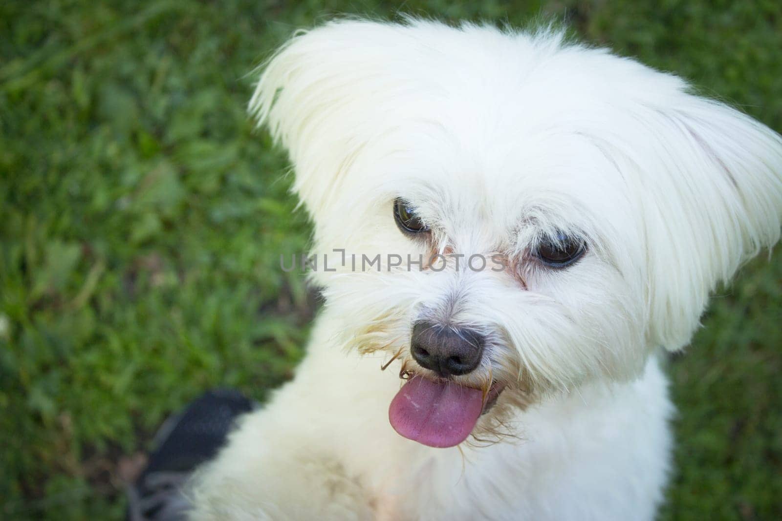 White maltese bichon on the grass outdoors. No people