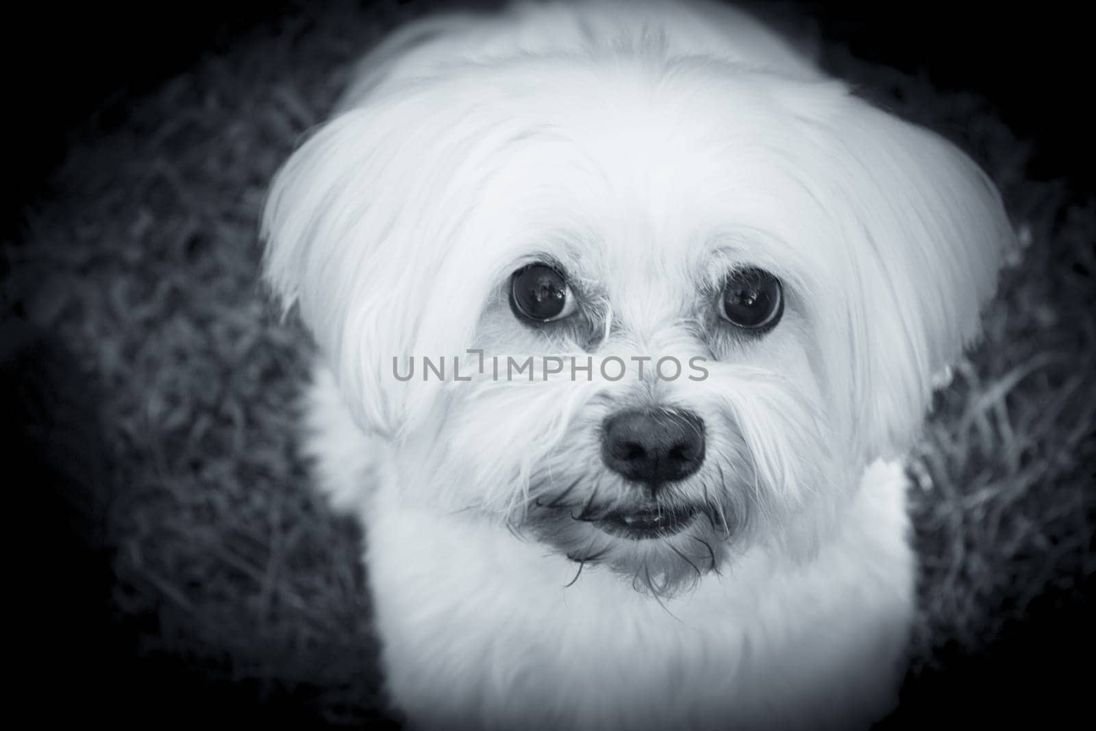 White maltese bichon on the grass outdoors by GemaIbarra