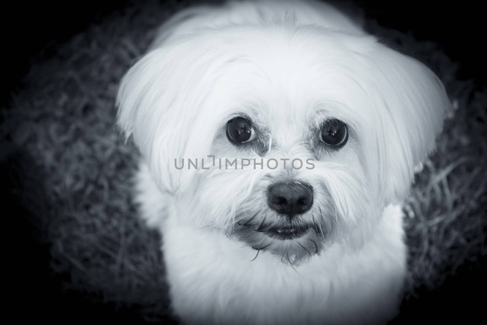 White maltese bichon on the grass outdoors. No people