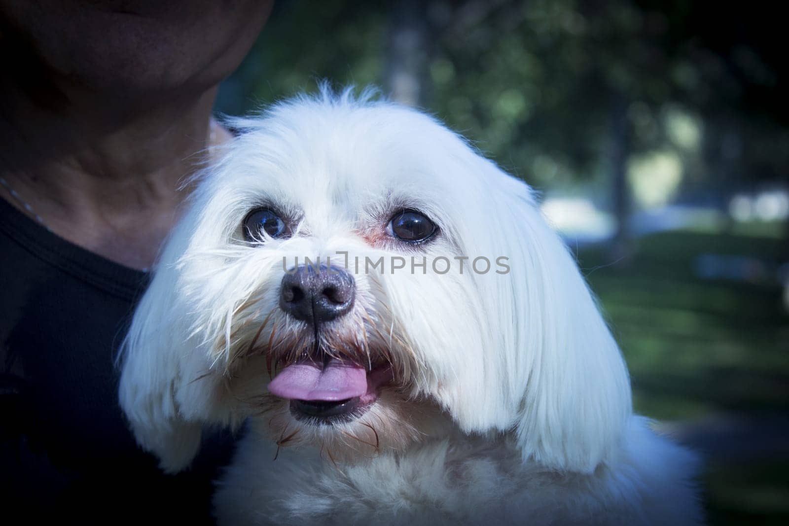 White maltese bichon on the grass outdoors. No people