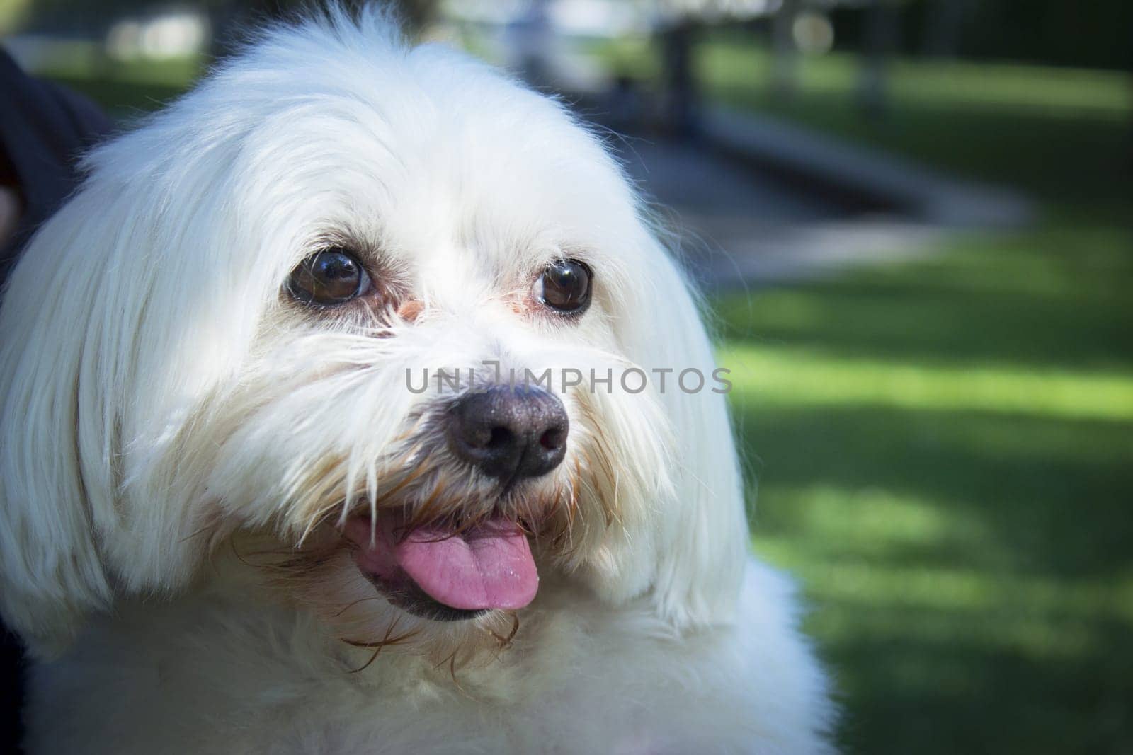 White maltese bichon on the grass outdoors. No people