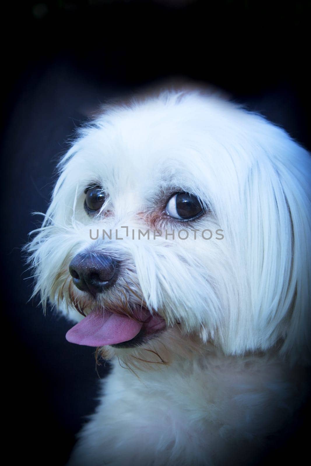 White maltese bichon on the grass outdoors. No people