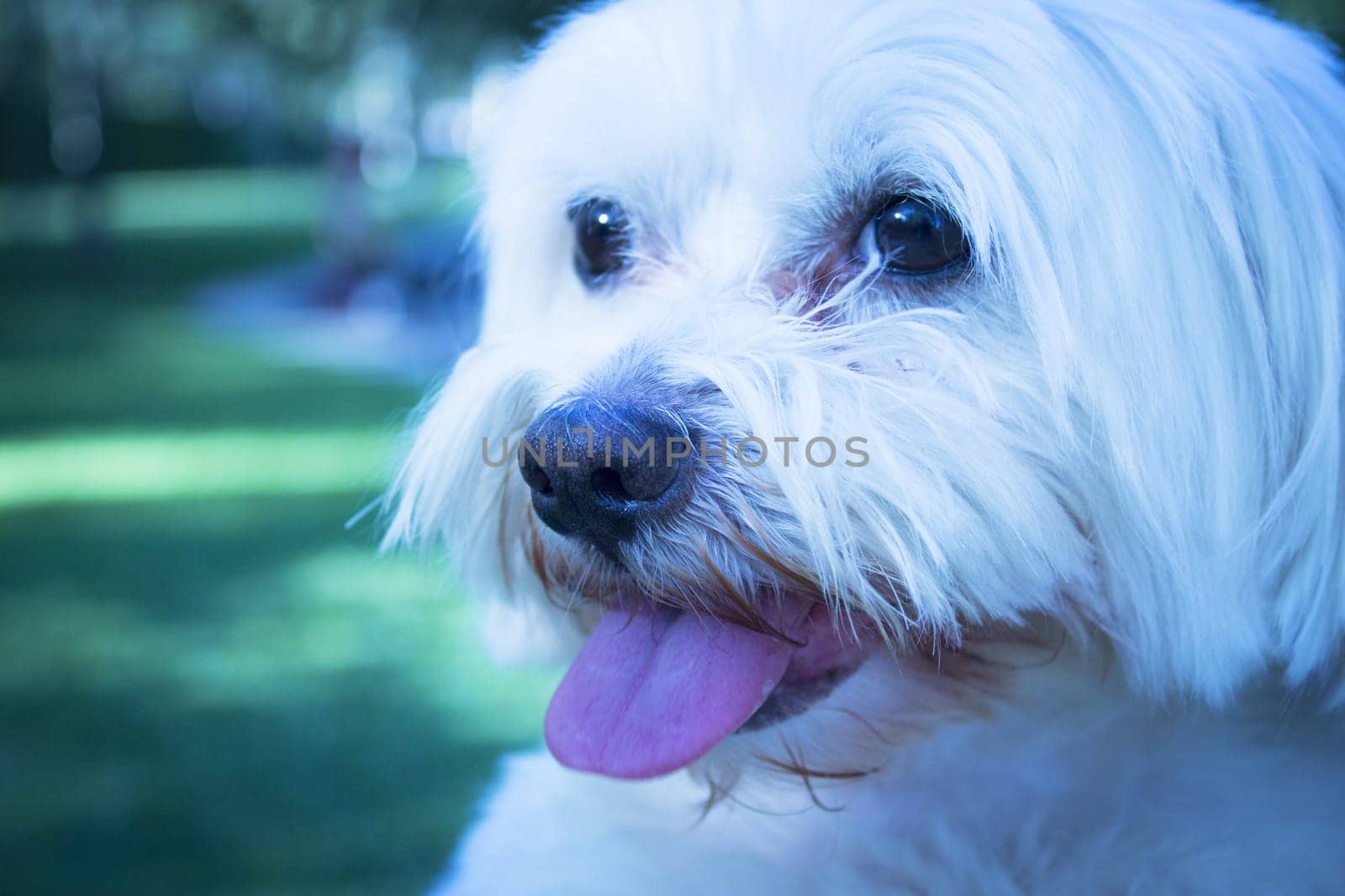 White maltese bichon on the grass outdoors by GemaIbarra