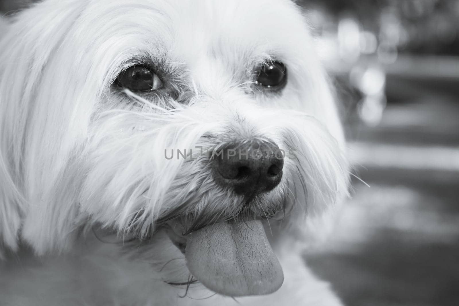 White maltese bichon on the grass outdoors by GemaIbarra