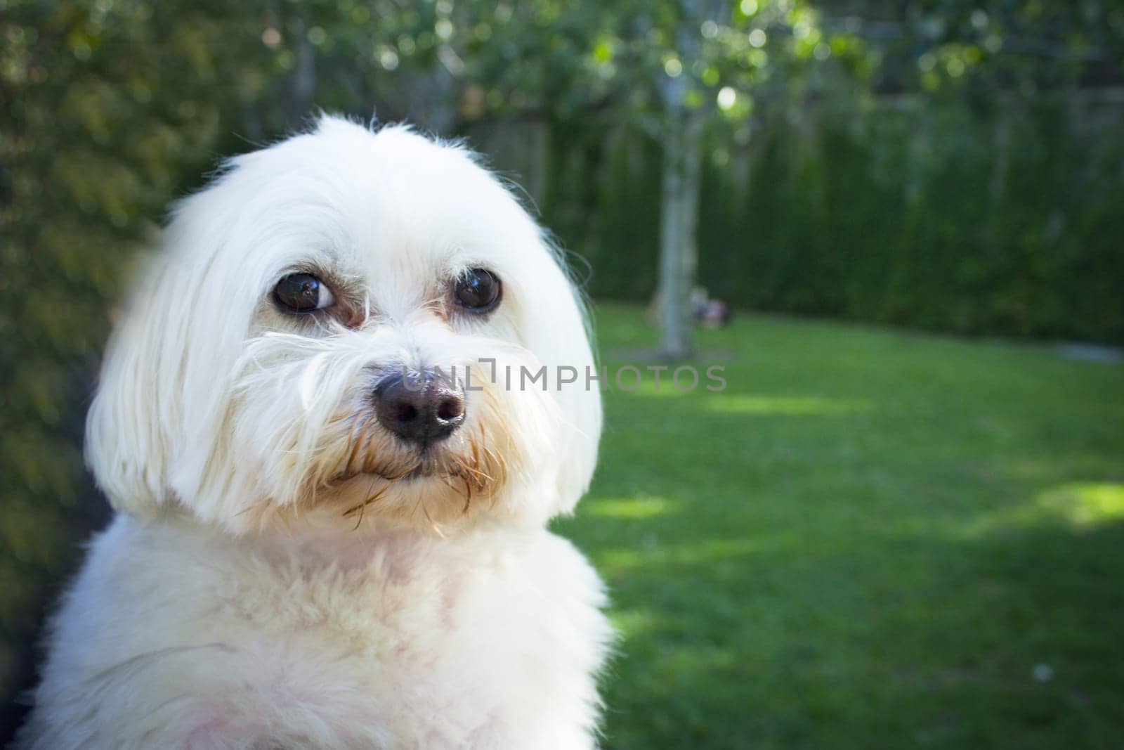 White maltese bichon on the grass outdoors by GemaIbarra