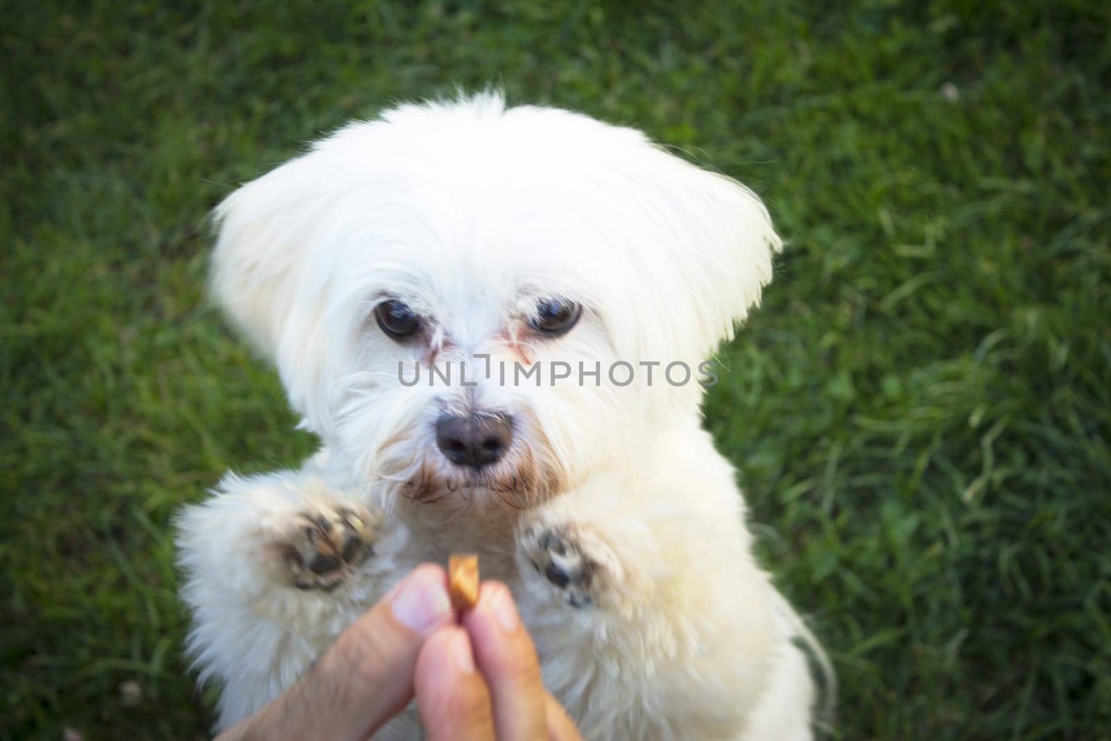 White maltese bichon on the grass outdoors. No people