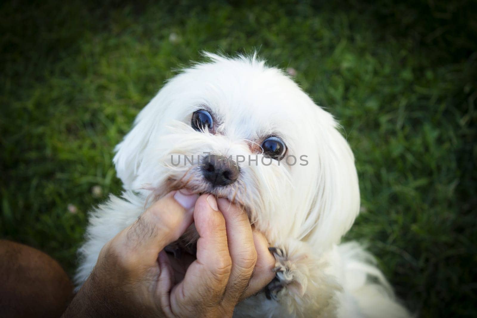 White maltese bichon on the grass outdoors. No people