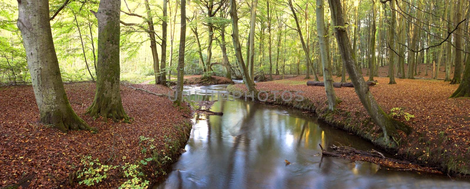 Tree trunks and a river in a forest with red leaves covering the ground. Scenic landscape of woods in the autumn showing vibrant colors. A background of greenery on a summer day in the wilderness.