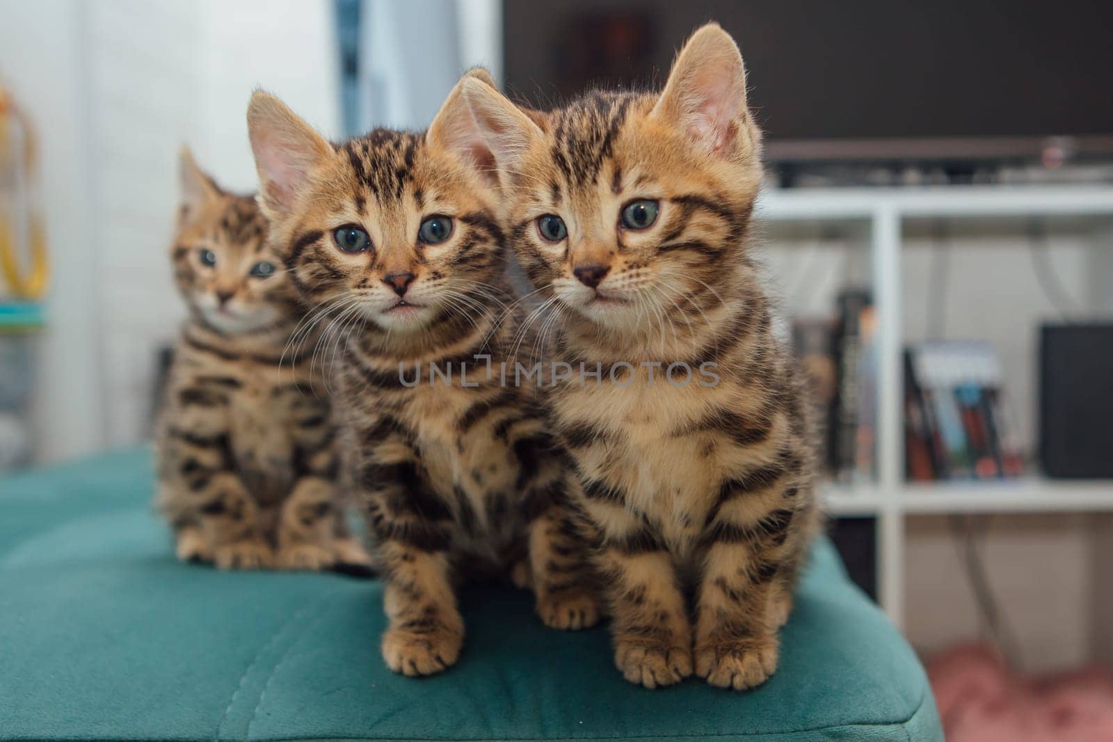 Three cute one month old bengal kittens sitting on the sofa in the house