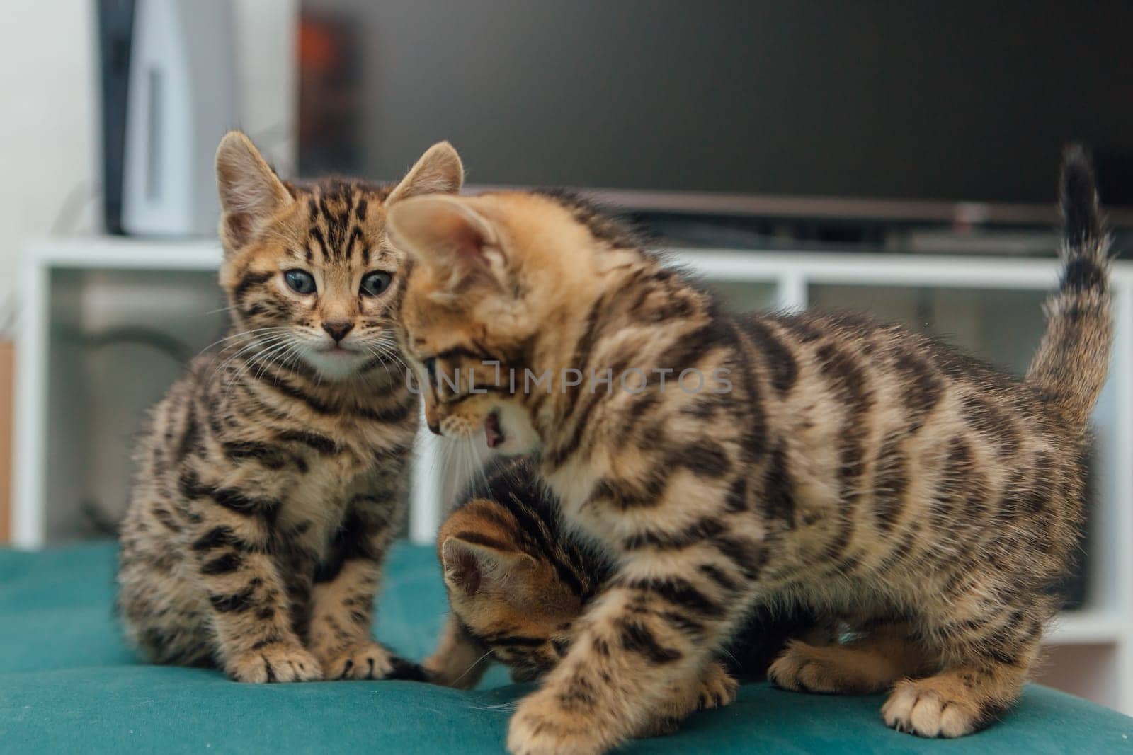 Three cute one month old bengal kittens sitting on the sofa in the house