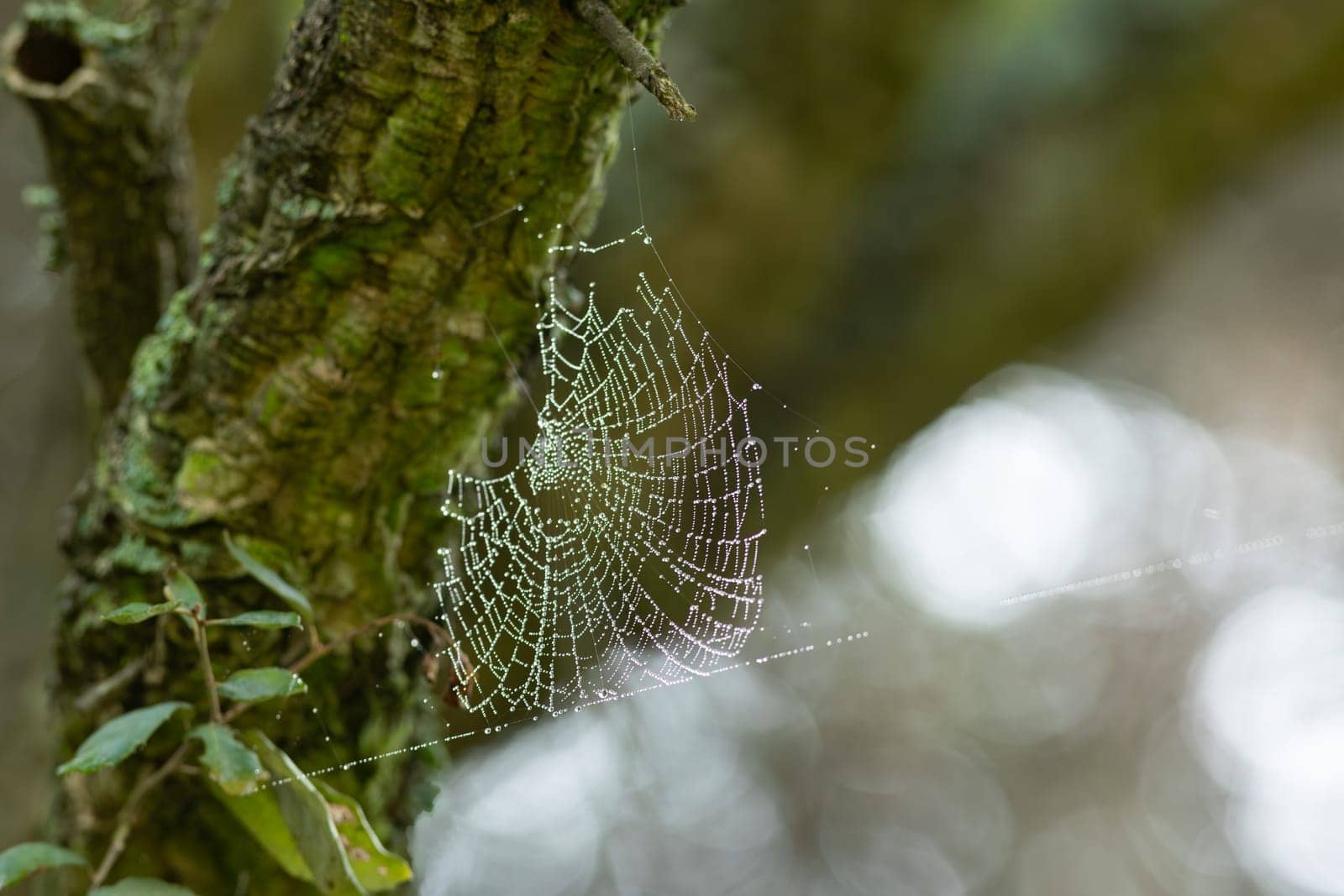 Nature's Intricate Architecture: A Spider Web Adorned with Dew Drops, Suspended from a Majestic Tree Branch by Studia72