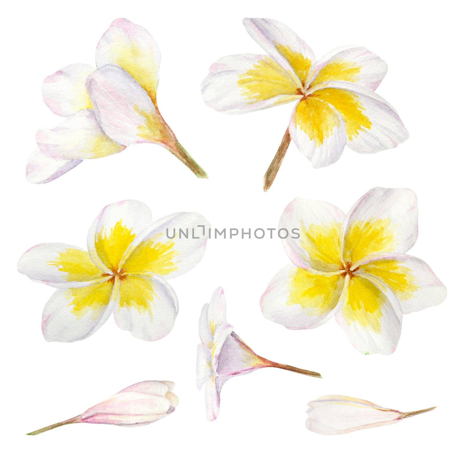 White frangipani illustration. Watercolor hand drawn clip art of exotic flower plumeria. Tropical painting for wedding invitations, spa and massage salon prints, cosmetic packing, travel guides.