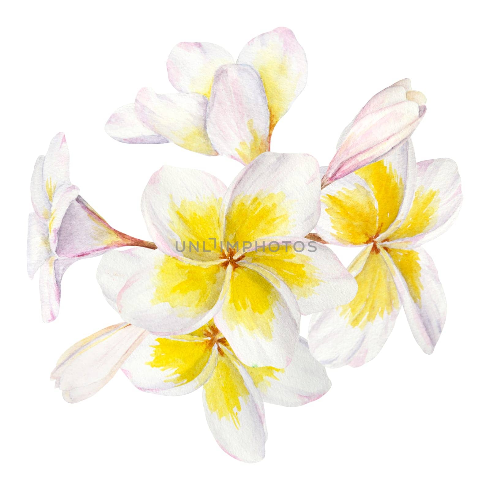 White frangipani illustration. Watercolor hand drawn clip art of exotic flower plumeria. Tropical painting for wedding invitations, spa and massage salon prints, cosmetic packing, travel guides by florainlove_art