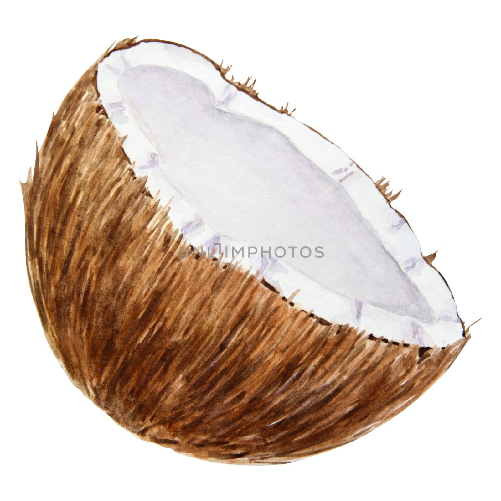 Half a broken coconut. Tropical botanical hand drawn watercolor illustration isolated on white. Exotic object for travel, spa, relax, beauty business design. Ingredient of dishes, cocktails, drinks by florainlove_art