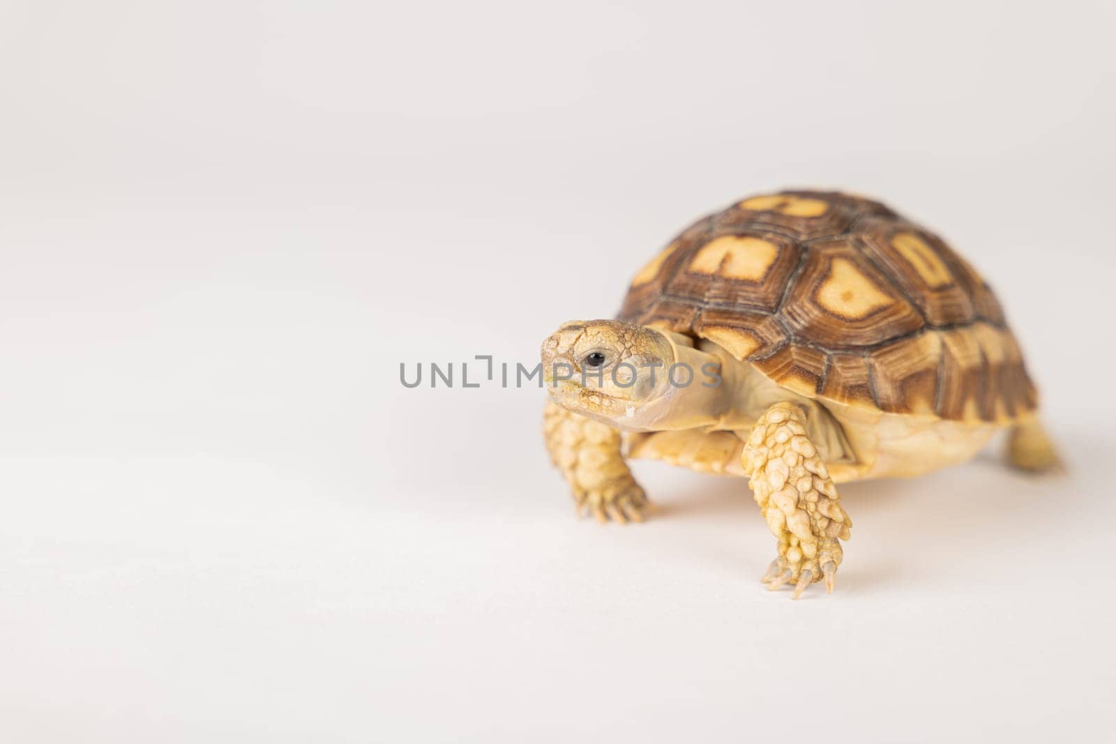 Meet the sulcata tortoise in this isolated portrait, emphasizing the beauty of its unique design and adorable features against a white background.