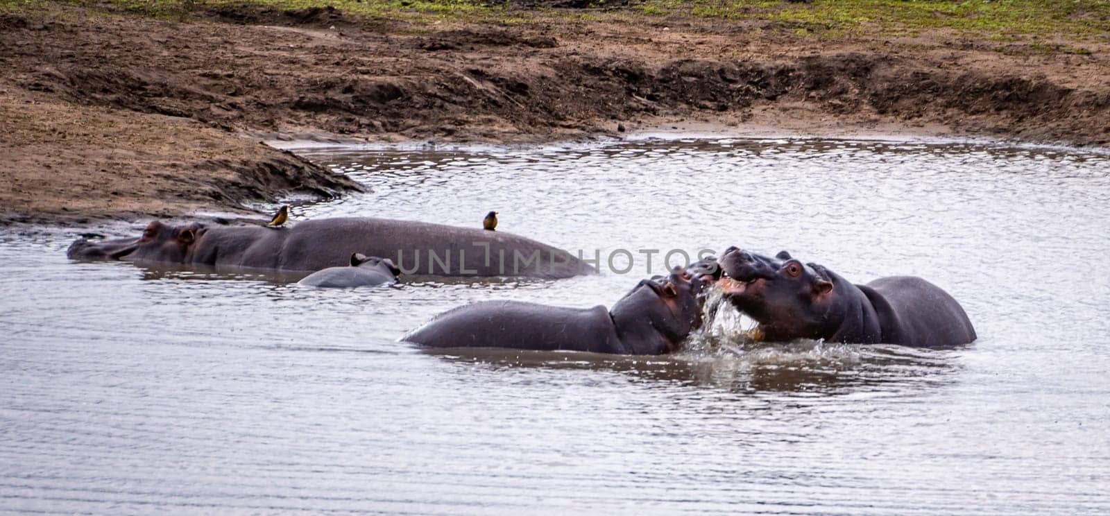 Wild Hippopotamus close ups in Kruger National Park, South Africa. High quality photo