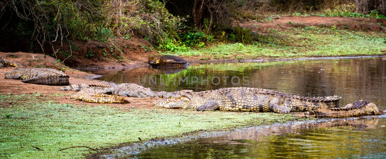 Wild Crocodile close ups in Kruger National Park, South Africa by worldpitou
