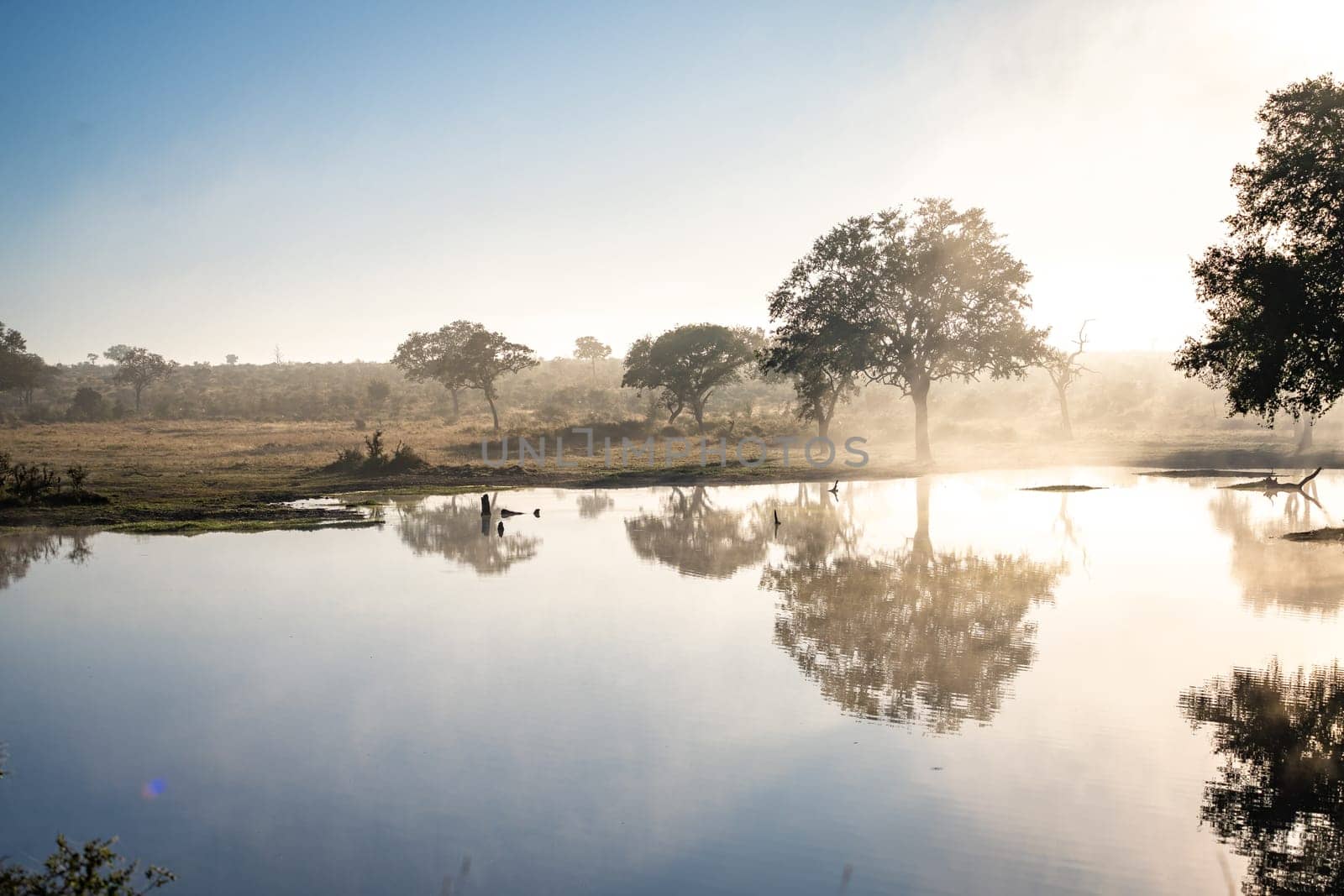 Savannah pond in the morning fog in Kruger National Park, South Africa. High quality photo