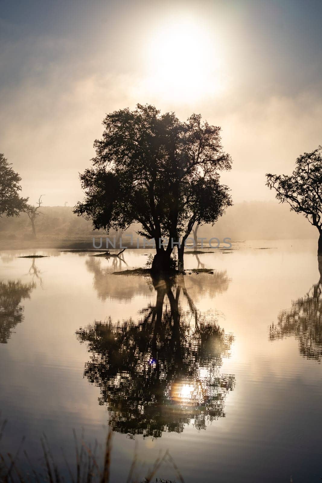 Savannah pond in the morning fog in Kruger National Park, South Africa by worldpitou
