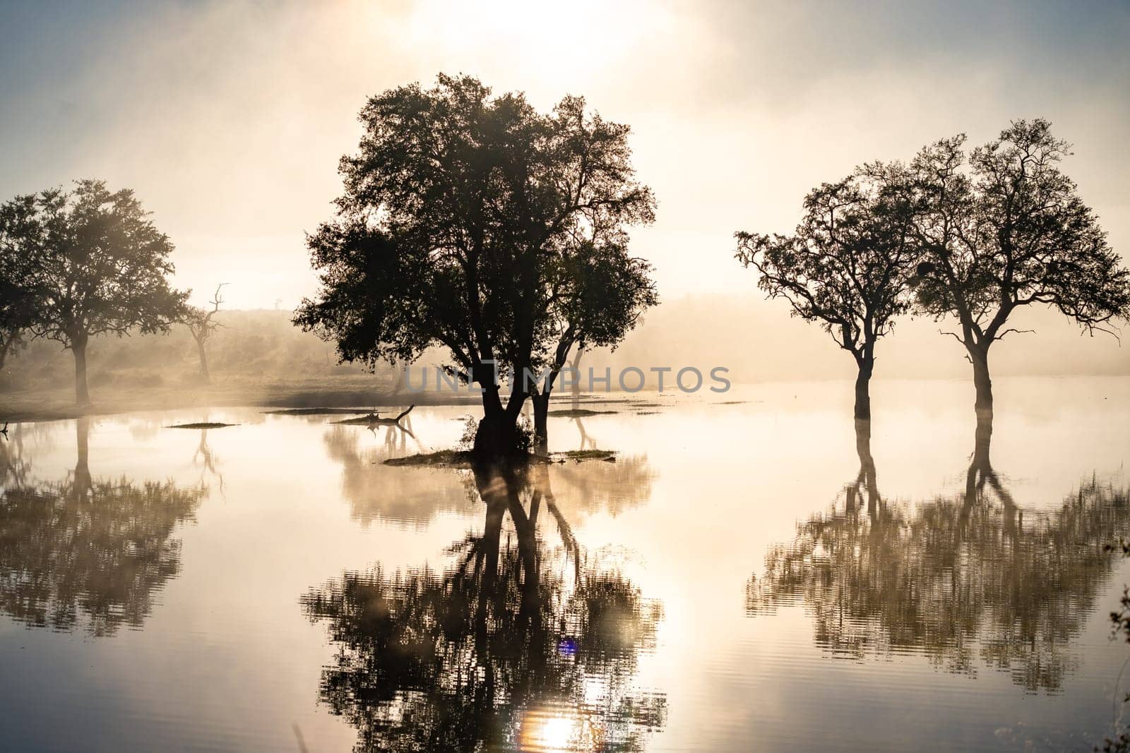 Savannah pond in the morning fog in Kruger National Park, South Africa by worldpitou