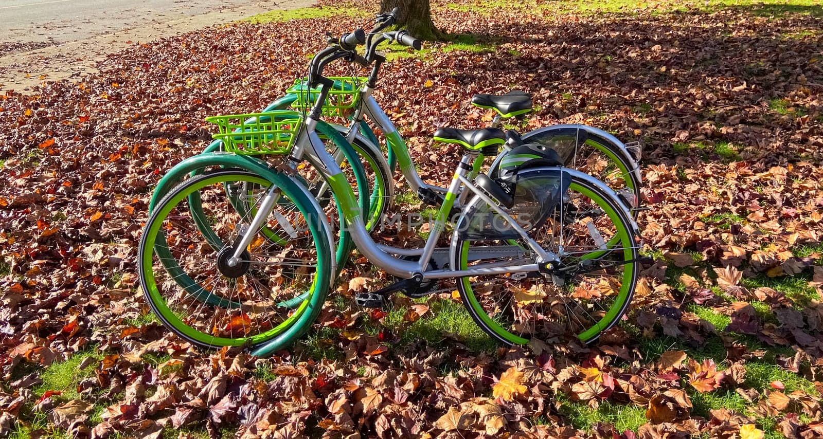 Green bycicles in recreational park on autumn season