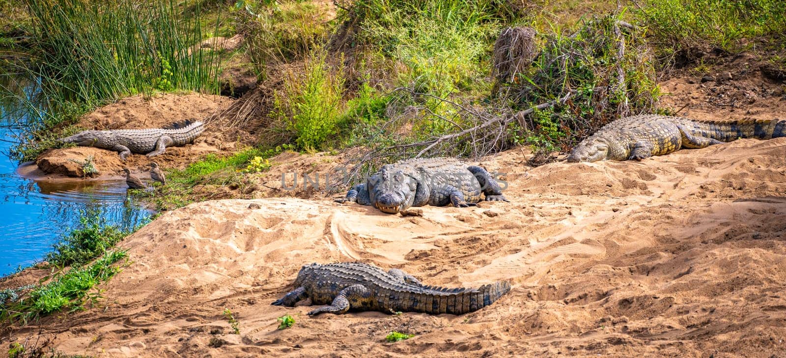 Wild Crocodile close ups in Kruger National Park, South Africa by worldpitou