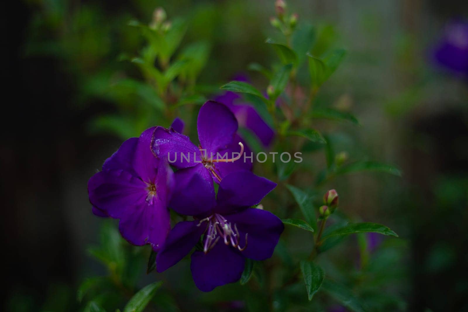 Little Purple Flower In The Garden by urzine