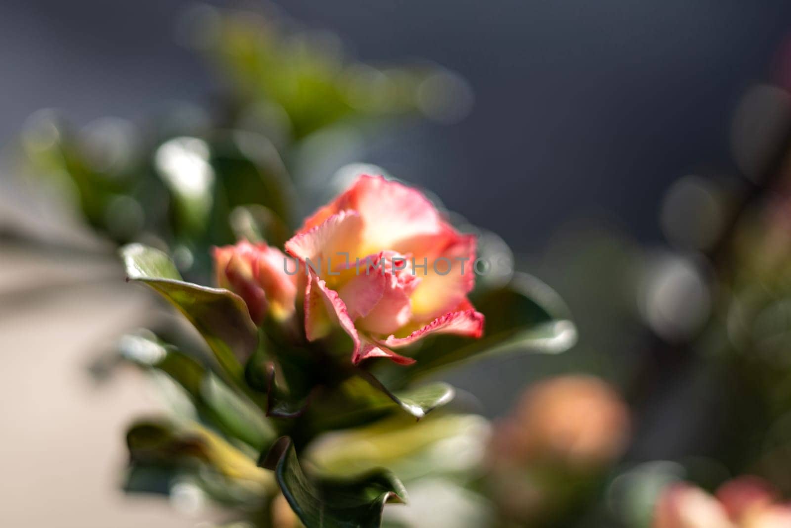 Adenium flowers have 3 colors mixed by urzine