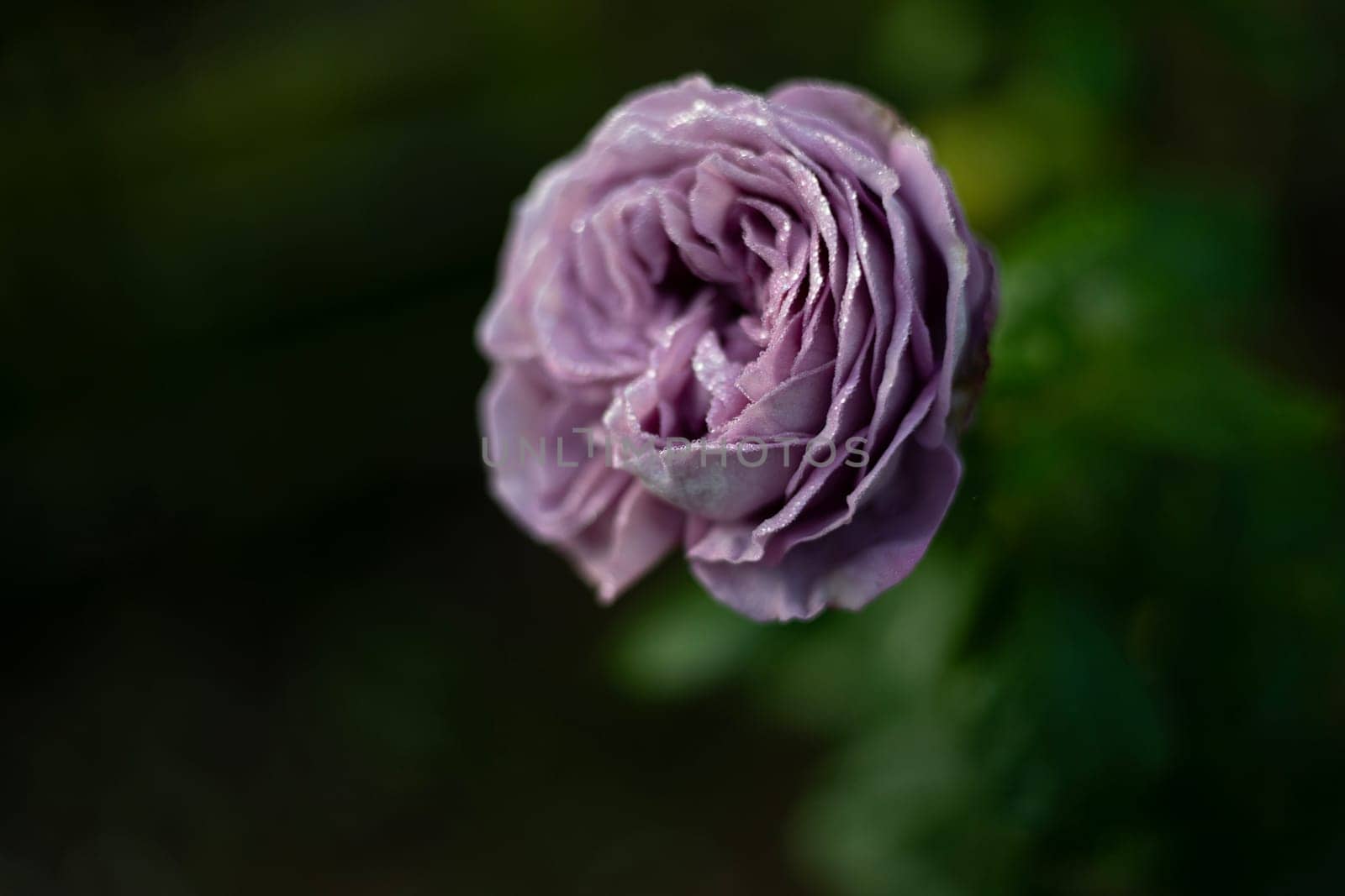 Light purple rose flower with leaves in a garden with bokeh background. by urzine