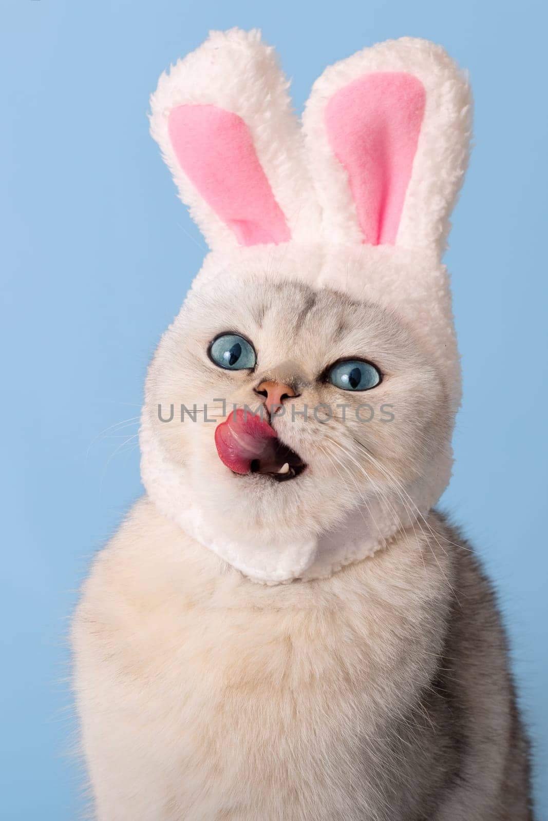 Funny white cat in a hat with bunny ears licks, sticking out his tongue, on a blue background. Vertical