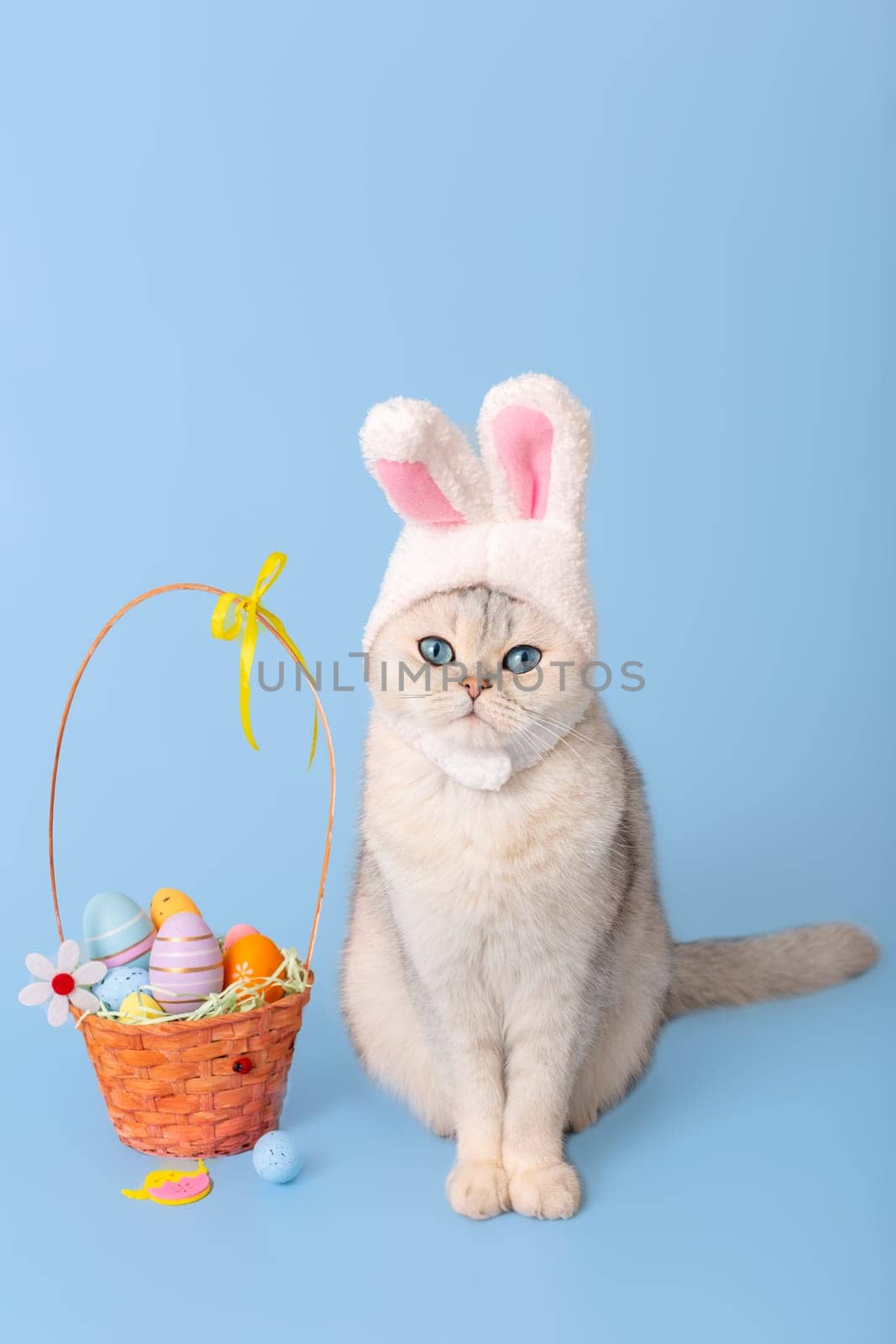 White cat in hat with bunny ears and Easter basket with colorful eggs, sits on blue background. Vertical. Copy space
