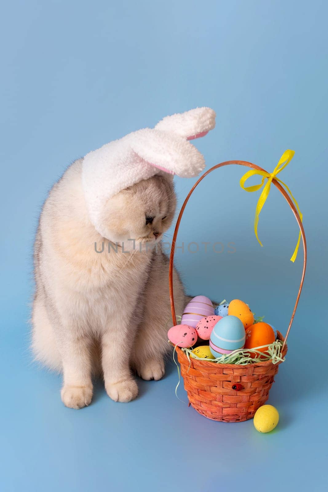 Cute white cat in hat with bunny ears looking at Easter basket with colorful eggs, sits on blue background.