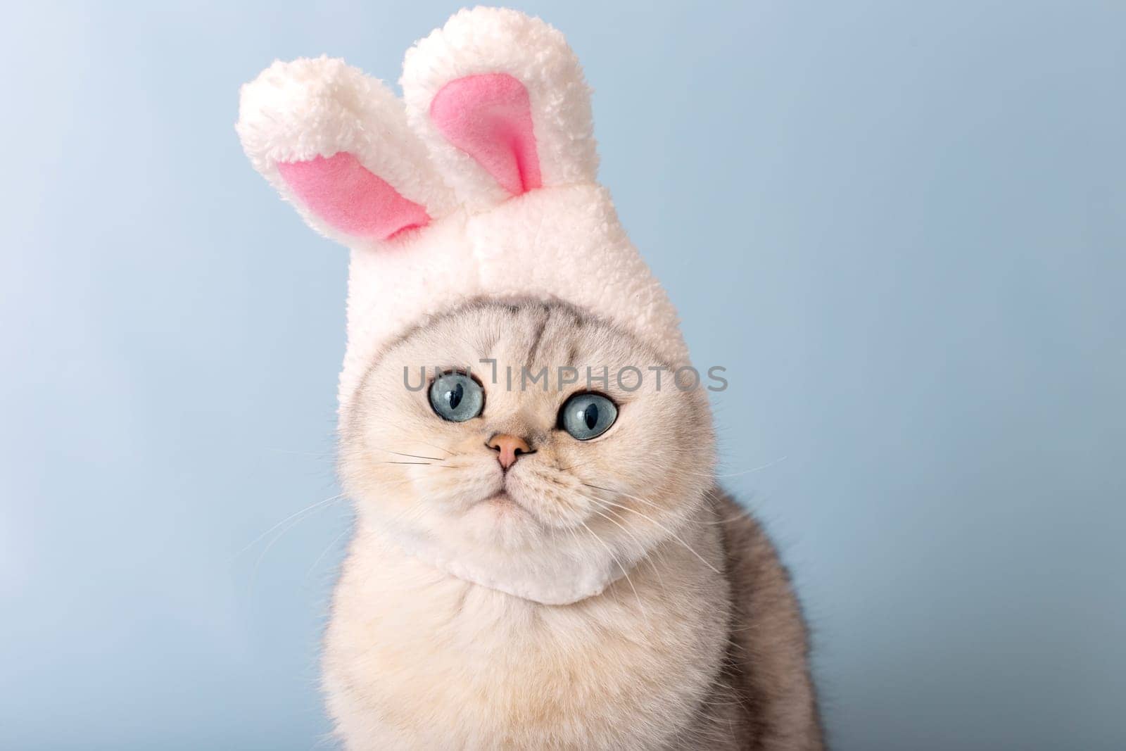 Portrait of cute white cat in hat with bunny ears on blue background. Look at camera. Copy space