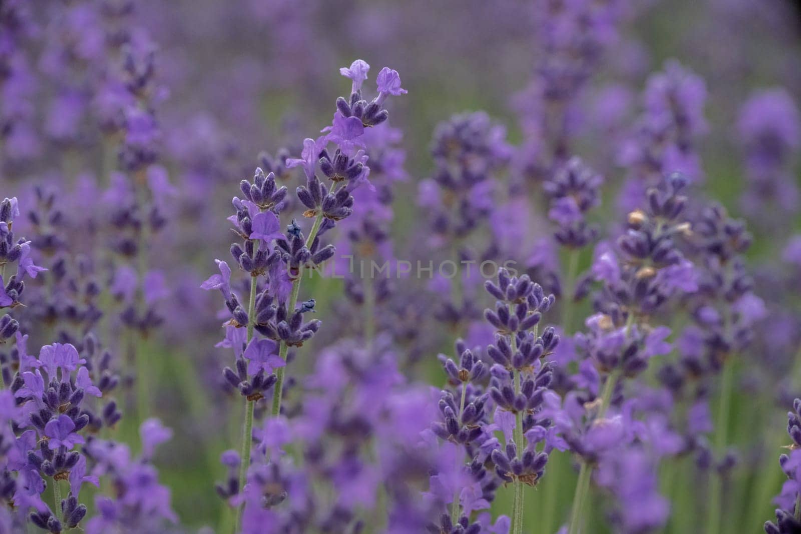 Lavender flower field, Blooming purple fragrant lavender flowers. Growing lavender swaying in the wind, harvesting, perfume ingredient, aromatherapy.