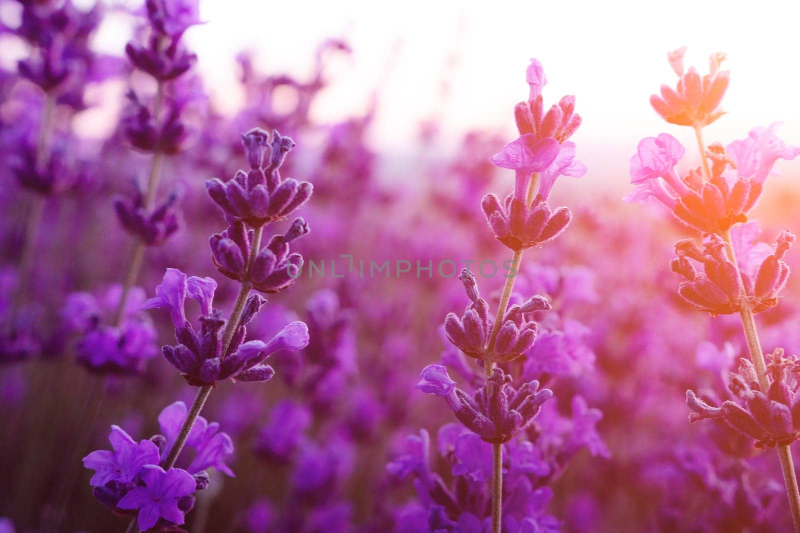 Lavender flower field closeup on sunset, fresh purple aromatic flowers for natural background. Design template for lifestyle illustration. Violet lavender field in Provence, France. by panophotograph