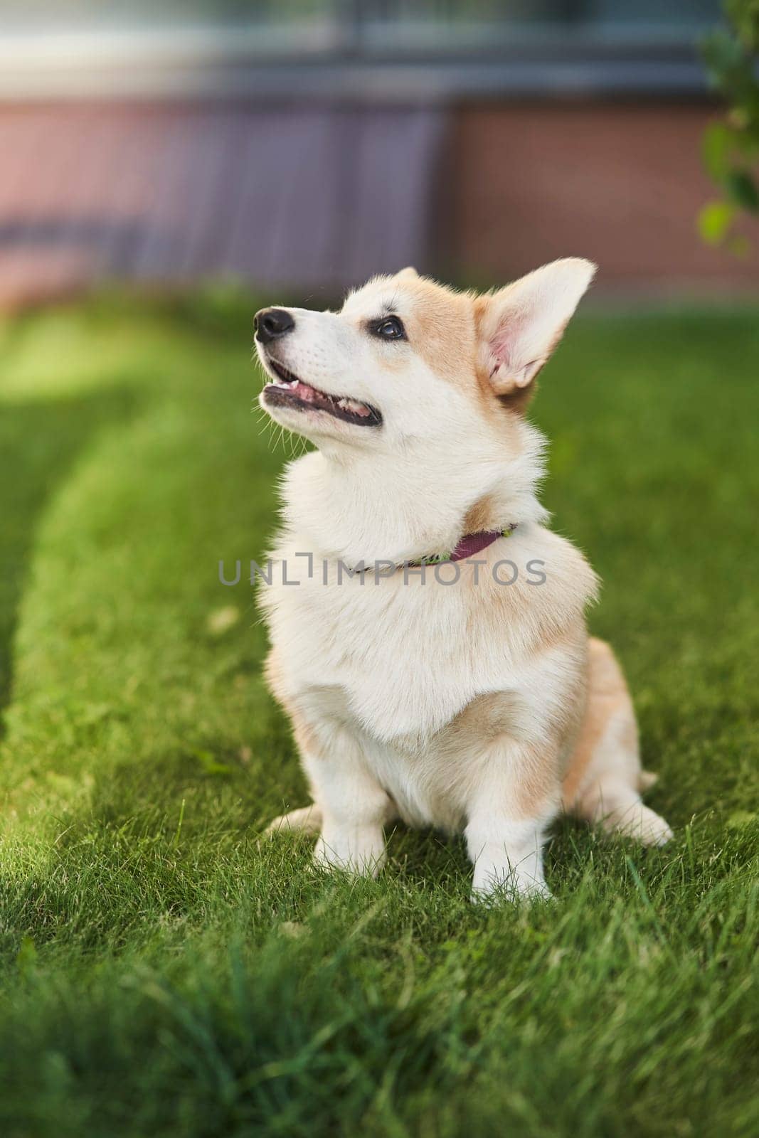 Welsh Corgi Pembroke dog sits on a manicured green lawn in a park in summer. High quality photo